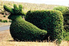 Topiary2