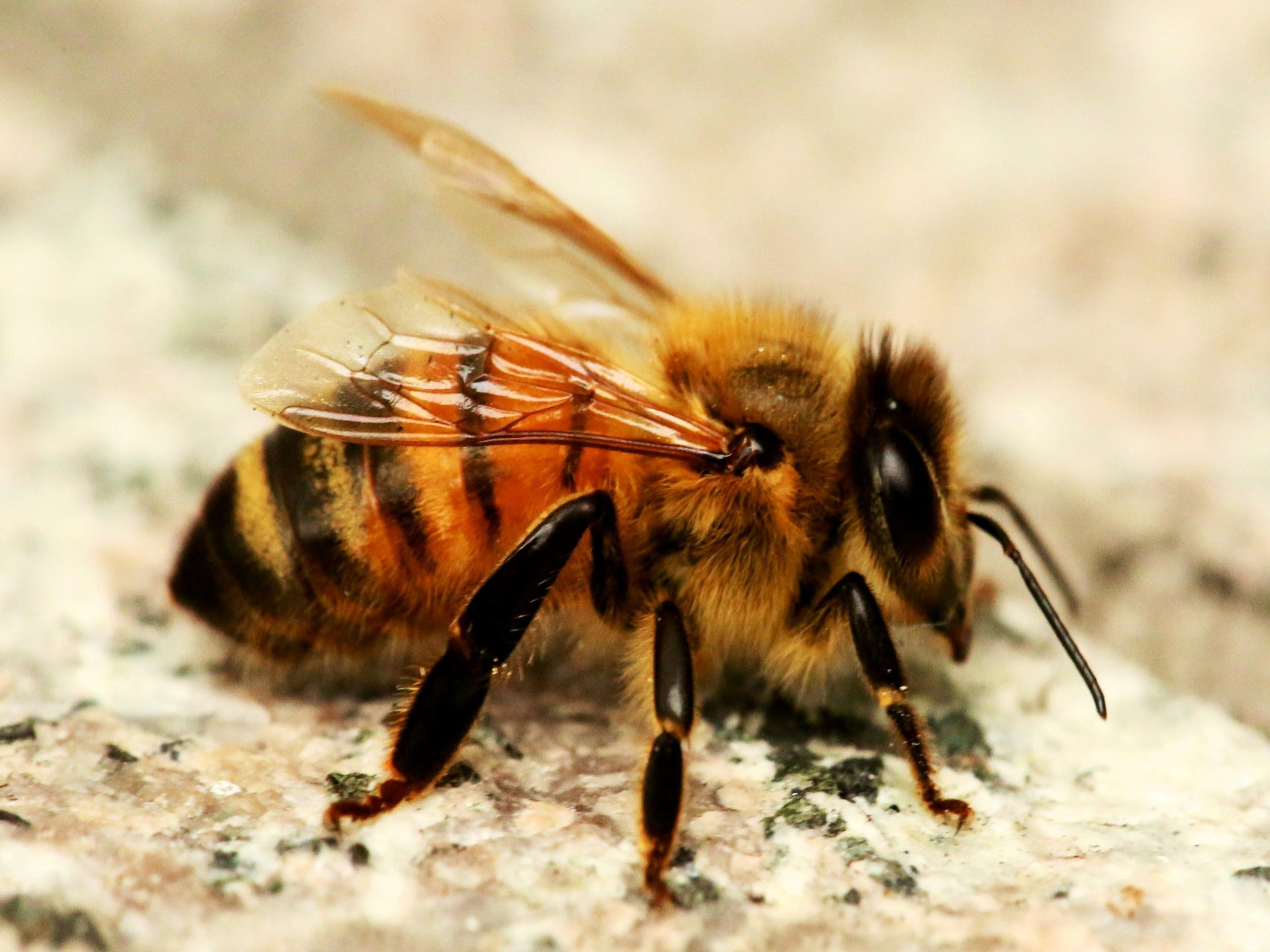 Bee Keeping Information
