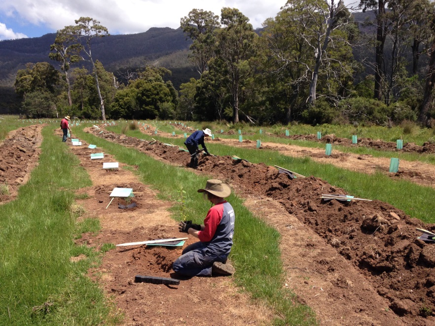 Bushlink 500 Planting