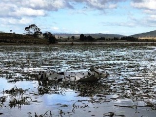 Cows in the Lake2