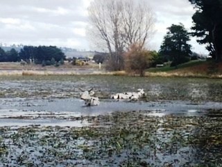 Cows in the Lake3