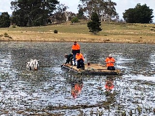 Cows in the Lake4