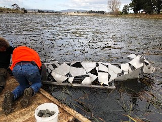 Cows in the Lake6