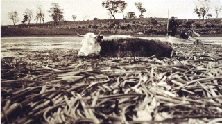 Cows in the Lake Archive