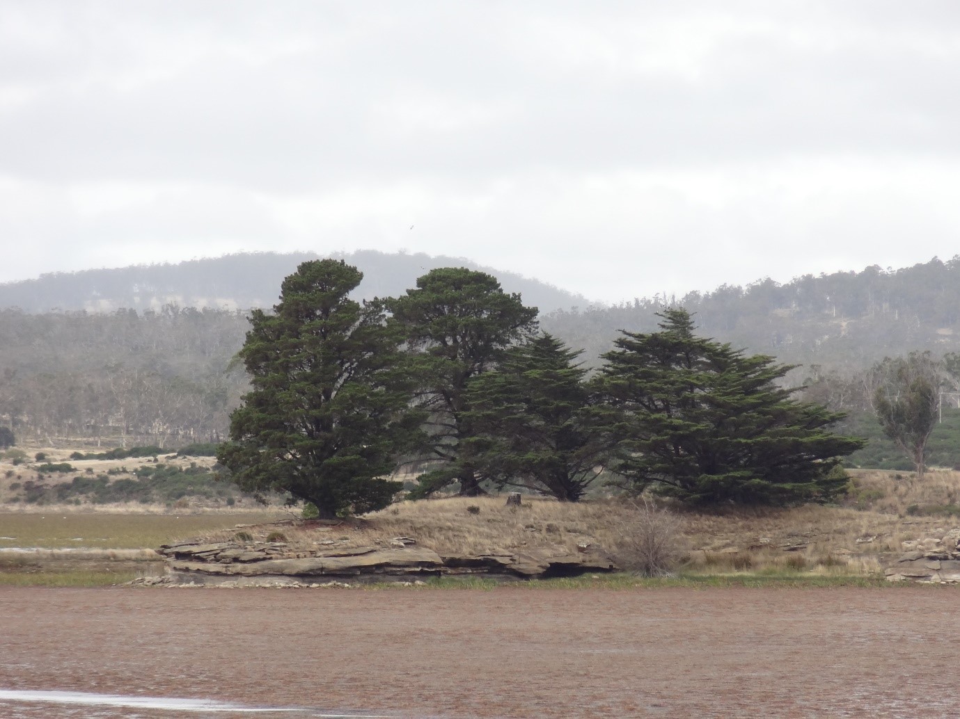 Significant Trees on Public Land Register