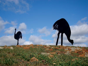 Emus