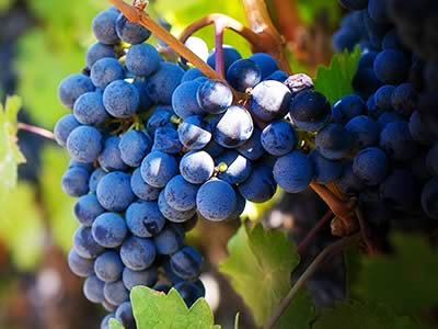 Wine and Vineyards