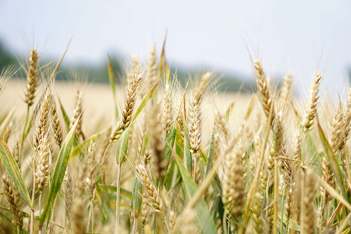 News - Field of barley.