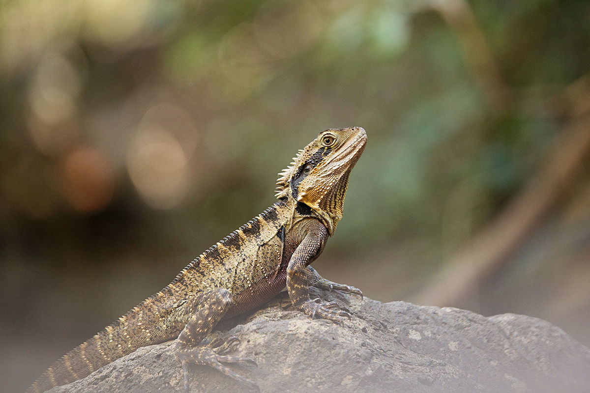 News - Bearded dragon on grey rock.