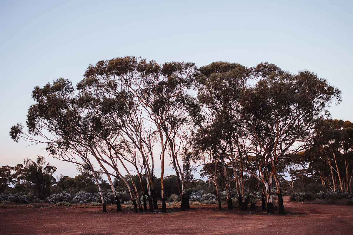 News - Eucalytpus wandoo at sundown.