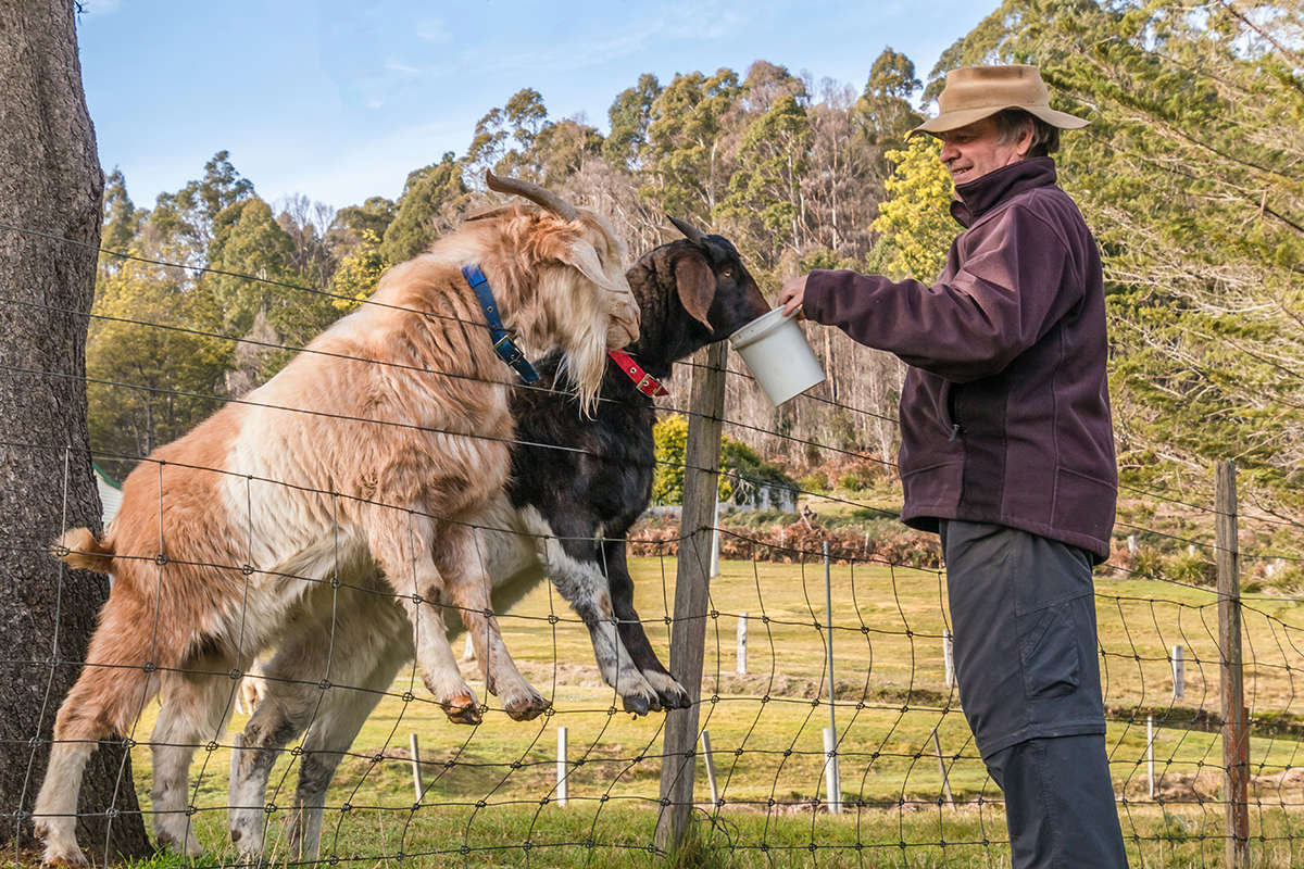 News - Man feeding goats.