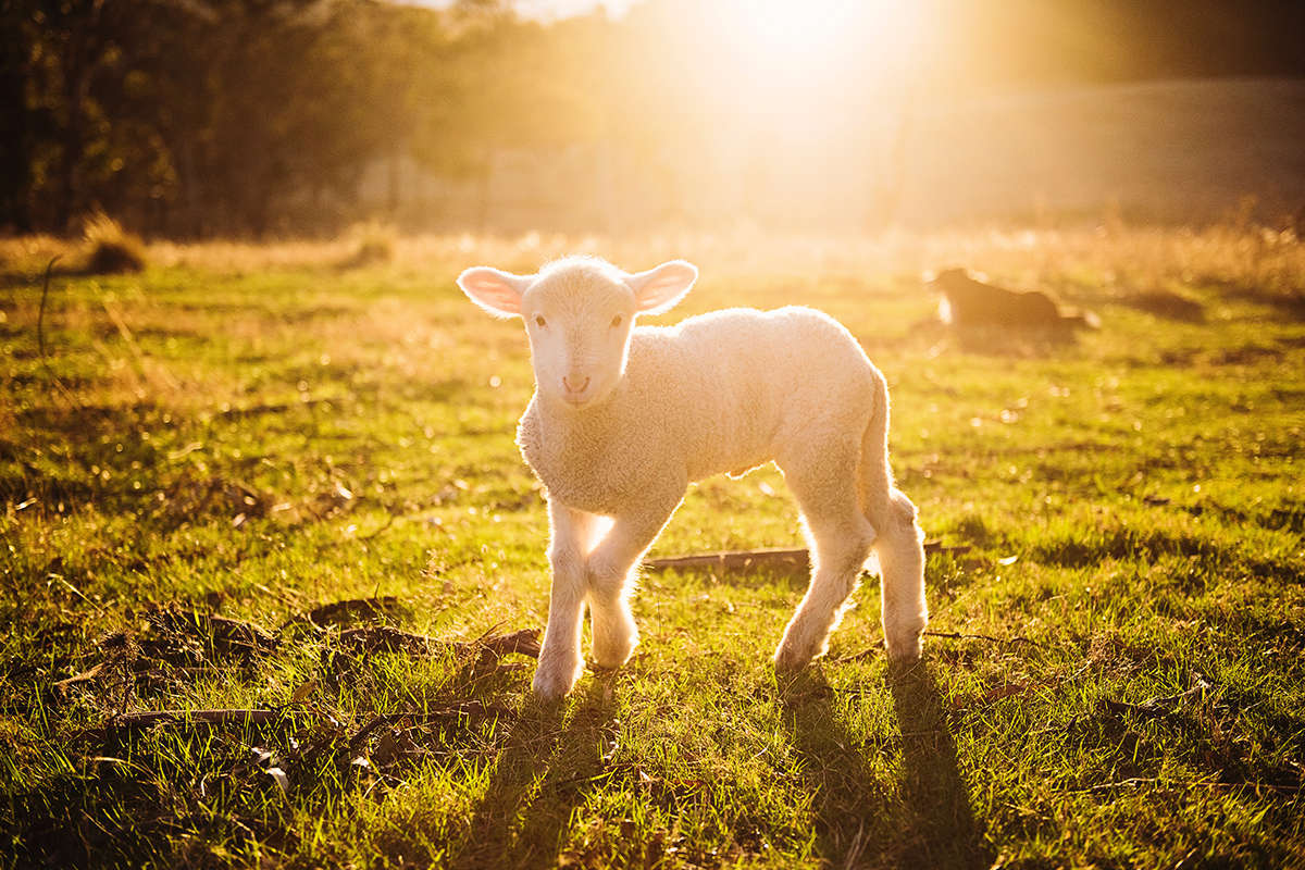 News - Lamb on green grass.