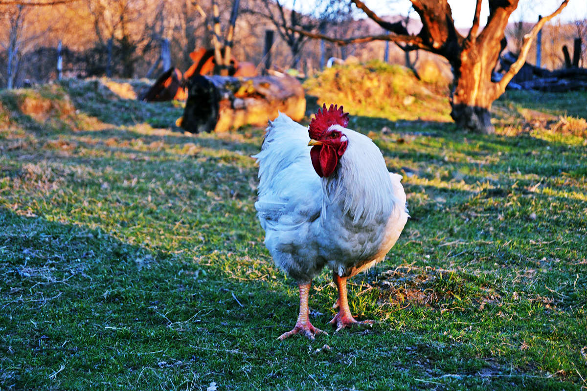 News - Rooster on green grass.