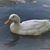 Duck on water at Richmond. Photo: Joe, aged 15.