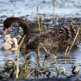 Black Swan and Cygnets-Image by Ian Ramsay