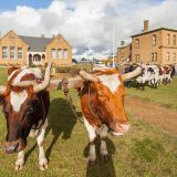 Bullocks Roche Hall