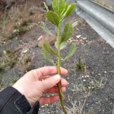 Boneseed (Chrysanthemoides monilifera) seedling removed from a roadside.