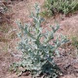 Cotton thistle (Onopordum acanthium).