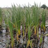 Cumbungi (Typha latifolia) before removal from Lake Dulverton.