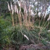 Pampas (Cortaderia species).