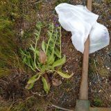 Paterson’s curse (Echium plantagineum) dug out from roadside.