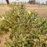 Saffron thistle (Carthamus Ianatus) in flower.