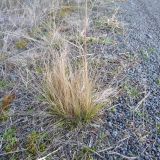 Serrated tussock (Nasella trichotoma) on roadside.