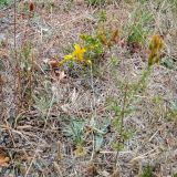 St John’s wort (Hypericum perforatum) flowering on roadside.