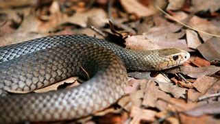 Snakes & Reptiles