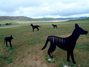 Tasmanian Tigers